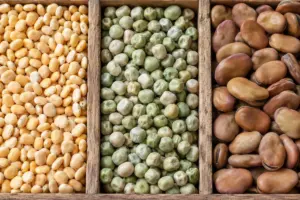 Lupinensamen, Erbsen und Ackerbohnen als Eiweißfuttermittel