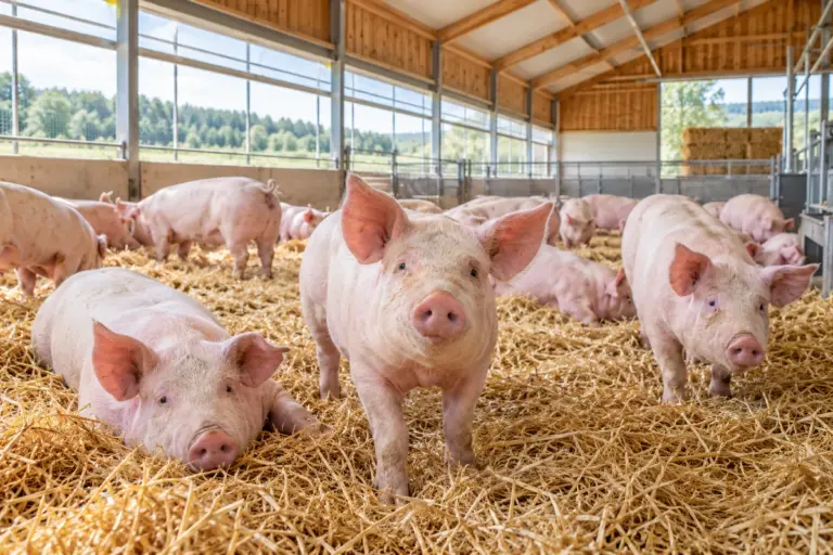 Mastschweine in einem hellen Stall