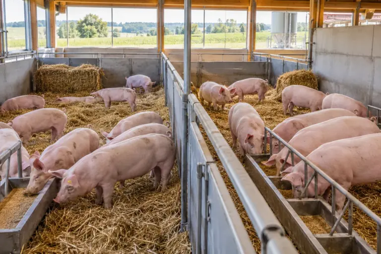 Mastschweine in getrennten Stallbereichen