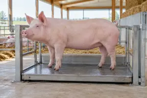 Schwein auf einer Tierwaage im Stall