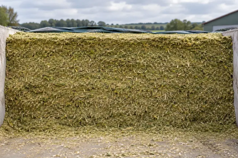 Sauberer Anschnitt eines Grassilage-Fahrsilos