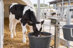 Kraftfutteraufnahme bei Kälbern erfassen und fürs Absetzen nutzen
